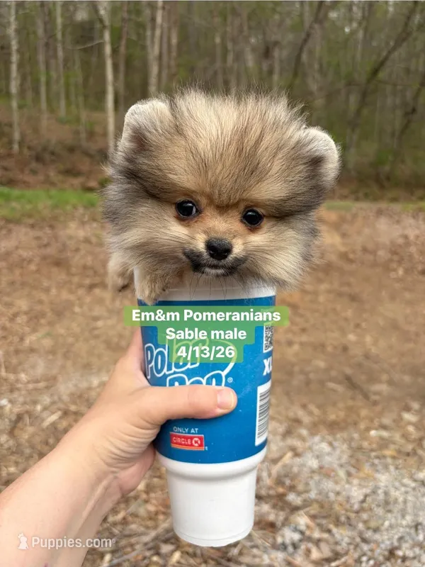 Sable boy charting 5 pounds – Pomeranian puppy for sale in Kentucky, KY