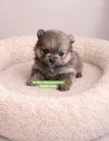 Sable boy, a male Pomeranian for sale in Kentucky, KY – Photo 4 of 5