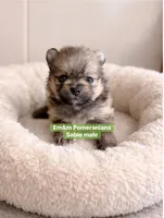 Sable boy, a male Pomeranian for sale in Kentucky, KY – Photo 1 of 5