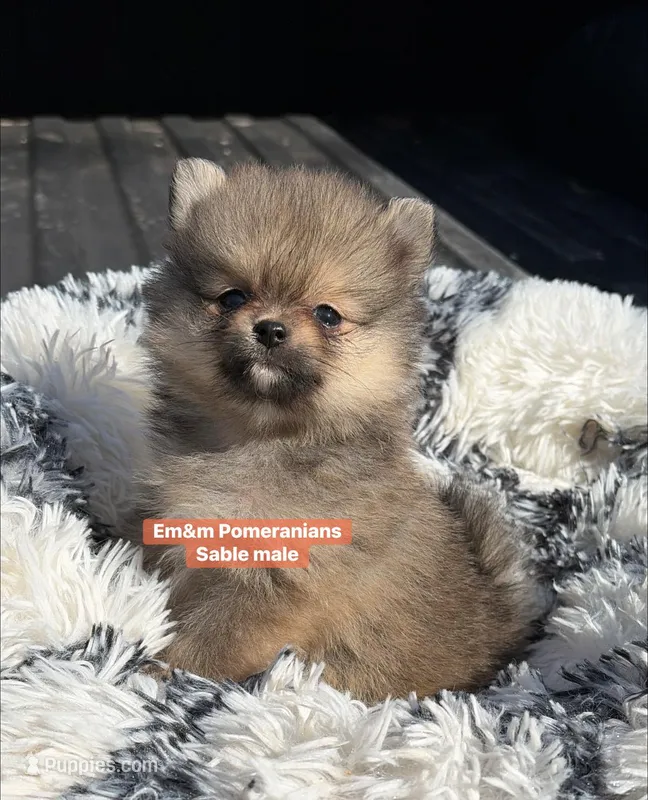 Sable boy charting 5 pounds – Pomeranian puppy for sale in Kentucky, KY