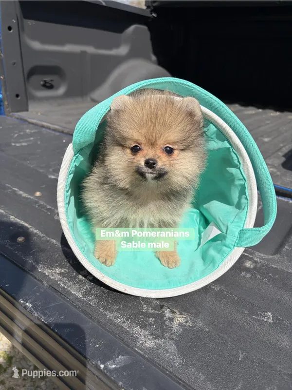 Sable boy charting 5 pounds – Pomeranian puppy for sale in Kentucky, KY