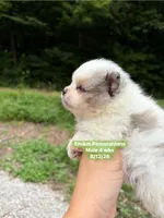 Merle parti blue eyes, a male Pomeranian for sale in Liberty, KY – 7 of 8
