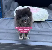 Raven- charting 4 pounds, a female Pomeranian for sale in Kentucky, KY – 10 of 10