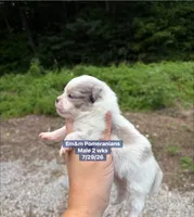Merle parti, a male Pomeranian for sale in Kentucky, KY – 3 of 4