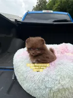 Teeny tiny, a female Pomeranian for sale in Kentucky, KY – 4 of 6