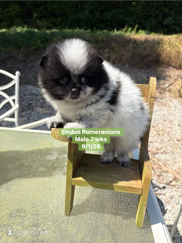 Black parti roan – Pomeranian puppy for sale in Kentucky, KY