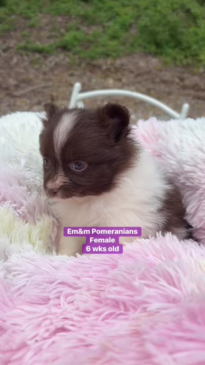 Chocolate parti , a female Pomeranian for sale in Kentucky, KY – 9 of 9