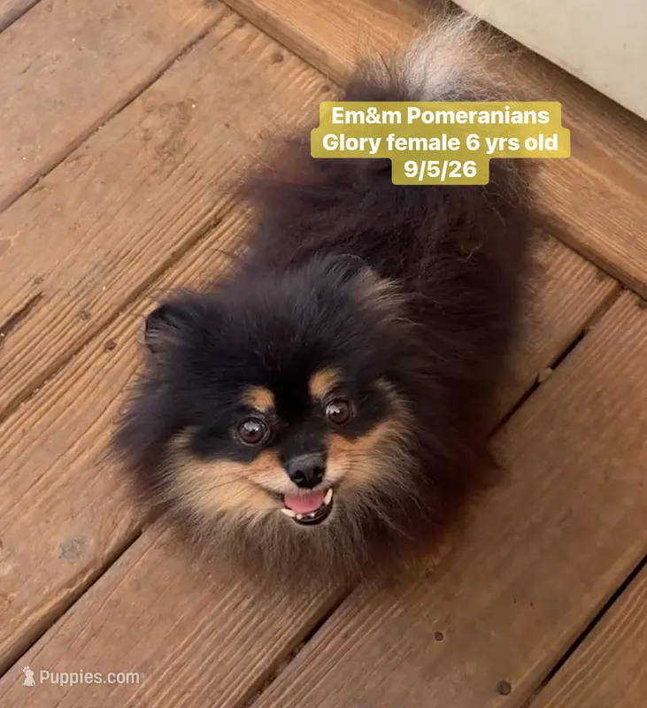 Glory spayed – Pomeranian puppy for sale in Kentucky, KY