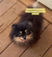 Glory spayed, a female Pomeranian for sale in Kentucky, KY – 1 of 4
