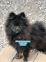 Tripp-neutered before leaving , a male Pomeranian for sale in Kentucky, KY – 10 of 10
