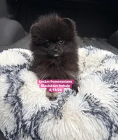 Black & tan girl charting 4 pounds, a female Pomeranian for sale in Kentucky, KY – Photo 9 of 10