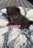 Black & tan girl charting 4 pounds, a female Pomeranian for sale in Kentucky, KY – Photo 6 of 10