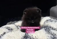 Raven- charting 4 pounds, a female Pomeranian for sale in Kentucky, KY – 7 of 10