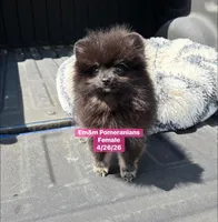 Raven- charting 4 pounds, a female Pomeranian for sale in Kentucky, KY – 8 of 10