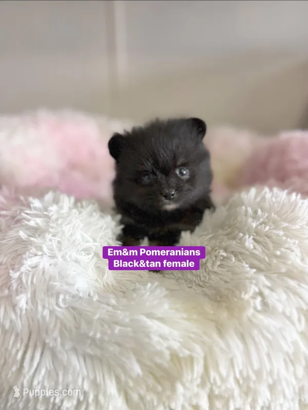 Black & tan girl charting 4 pounds – Pomeranian puppy for sale in Kentucky, KY