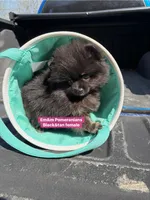 Black & tan girl charting 4 pounds, a female Pomeranian for sale in Kentucky, KY – Photo 7 of 10