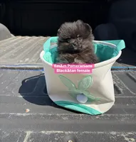 Black & tan girl charting 4 pounds, a female Pomeranian for sale in Kentucky, KY – Photo 8 of 10