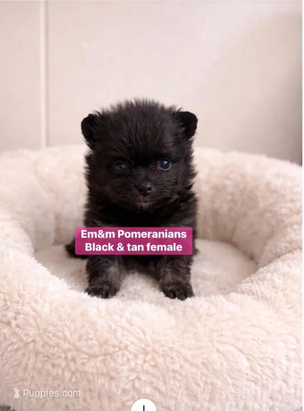 Black & tan girl, a female Pomeranian for sale in Kentucky, KY – Photo 1 of 3