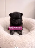 Black & tan girl, a female Pomeranian for sale in Kentucky, KY – Photo 1 of 3