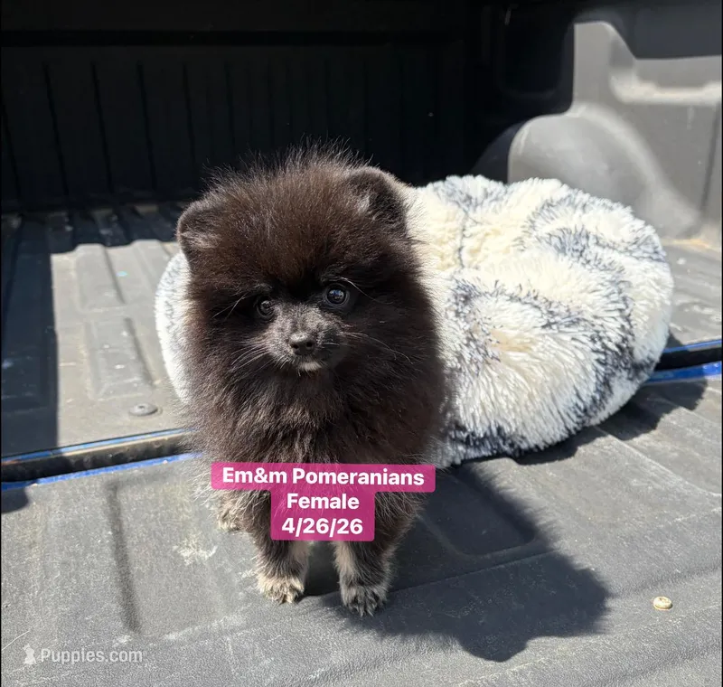 Black & tan girl charting 4 pounds – Pomeranian puppy for sale in Kentucky, KY