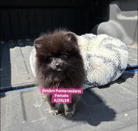 Raven- charting 4 pounds, a female Pomeranian for sale in Kentucky, KY – 2 of 10