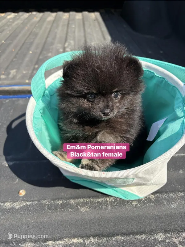 Black & tan girl charting 4 pounds – Pomeranian puppy for sale in Kentucky, KY