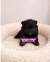 Black & tan girl, a female Pomeranian for sale in Kentucky, KY – Photo 2 of 3