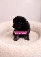 Black & tan girl, a female Pomeranian for sale in Kentucky, KY – Photo 3 of 3