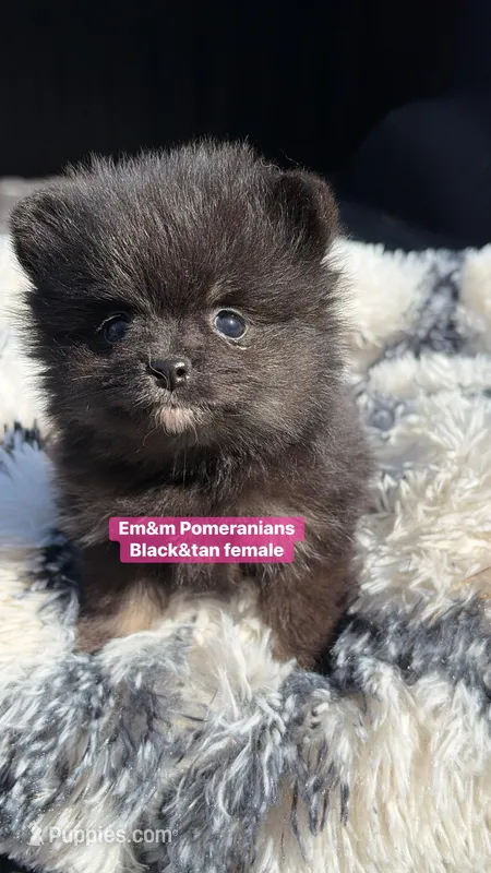 Black & tan girl charting 4 pounds – Pomeranian puppy for sale in Kentucky, KY