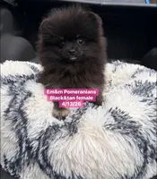 Black & tan girl charting 4 pounds, a female Pomeranian for sale in Kentucky, KY – Photo 10 of 10