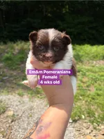 Chocolate parti , a female Pomeranian for sale in Kentucky, KY – 1 of 4