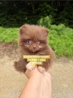 Teeny tiny, a female Pomeranian for sale in Kentucky, KY – 1 of 6
