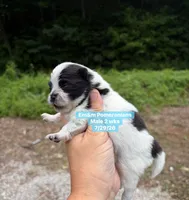 Black parti, a male Pomeranian for sale in Kentucky, KY – 4 of 4