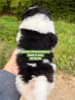 Tri color limited akc, a male Pomeranian for sale in Liberty, KY – 3 of 5