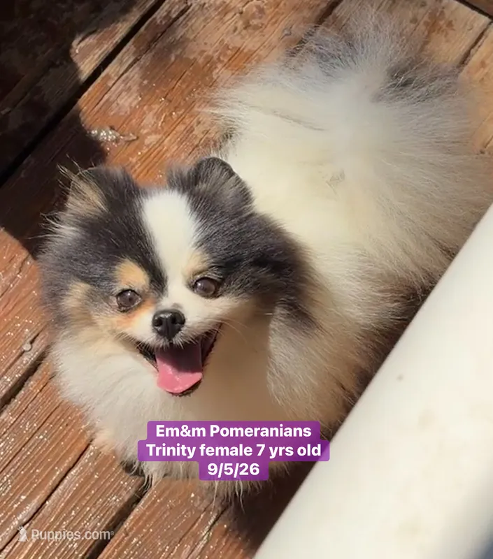 Trinity spayed  – Pomeranian puppy for sale in Kentucky, KY