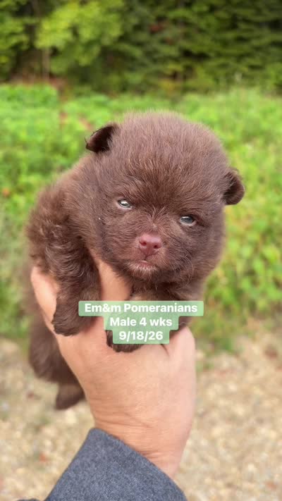 Choc boy limited AKC , a male Pomeranian for sale in Liberty, KY – 5 of 5