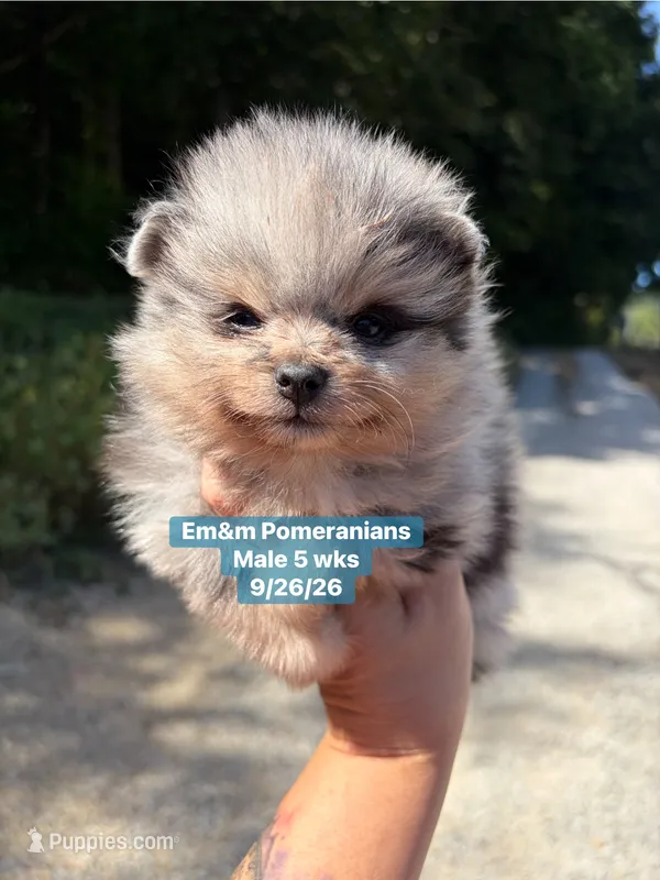 Merle boy limited AKC blue eye – Pomeranian puppy for sale in Liberty, KY