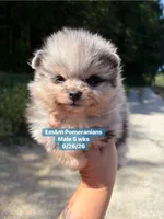 Merle boy limited AKC blue eye, a male Pomeranian for sale in Liberty, KY – 1 of 9