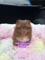Chocolate with white markings , a female Pomeranian for sale in Kentucky, KY – 4 of 10