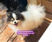 Trinity spayed , a female Pomeranian for sale in Kentucky, KY – 2 of 5
