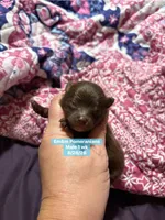 Choc boy , a male Pomeranian for sale in Kentucky, KY – 1 of 3