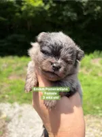 Merle boy Stella , a male Pomeranian for sale in Kentucky, KY – 1 of 6