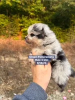 Merle boy, a male Pomeranian for sale in Liberty, KY – 2 of 7