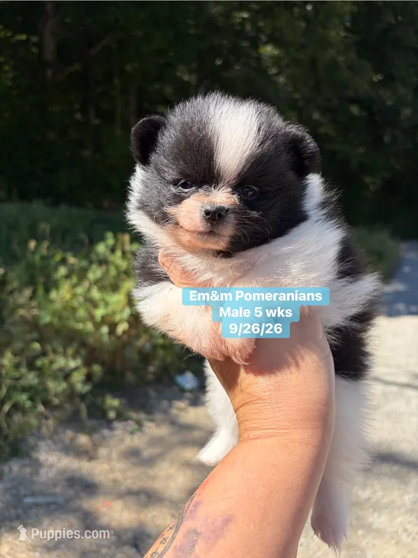Tri color limited akc – Pomeranian puppy for sale in Liberty, KY
