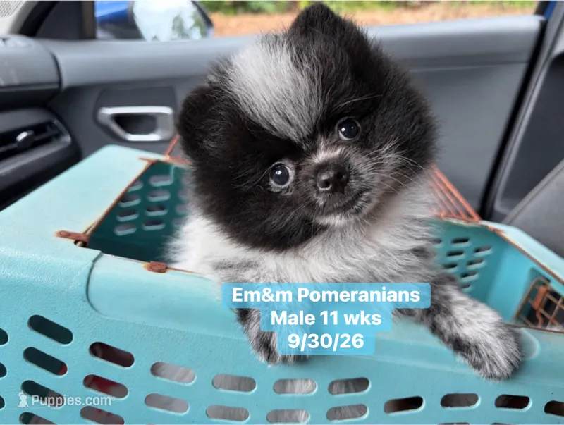 Black parti roan – Pomeranian puppy for sale in Liberty, KY