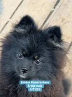 Tripp-neutered before leaving , a male Pomeranian for sale in Kentucky, KY – 9 of 10