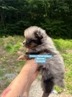 Merle boy, a male Pomeranian for sale in Kentucky, KY – 2 of 5