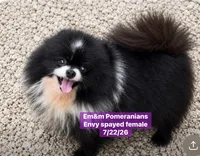 Envy spayed female, a female Pomeranian for sale in Kentucky, KY – 2 of 3