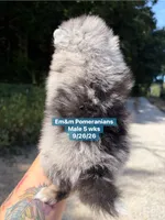 Merle boy limited AKC blue eye, a male Pomeranian for sale in Liberty, KY – 6 of 9