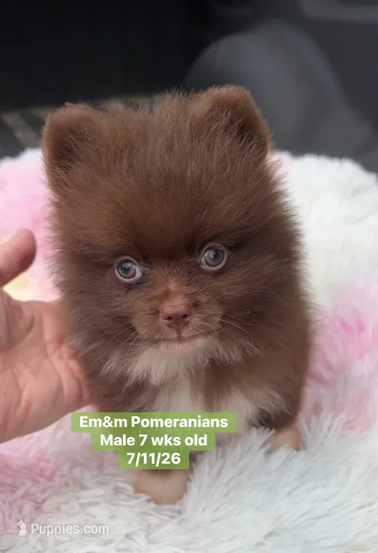 Chocolate boy – Pomeranian puppy for sale in Kentucky, KY